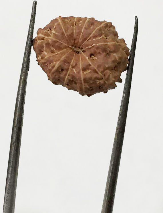 11 Mukhi Indonesia Certified Rudraksha- size - 13.50 mm